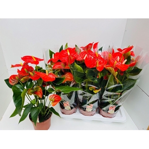 Anthurium andr. 'Florida'