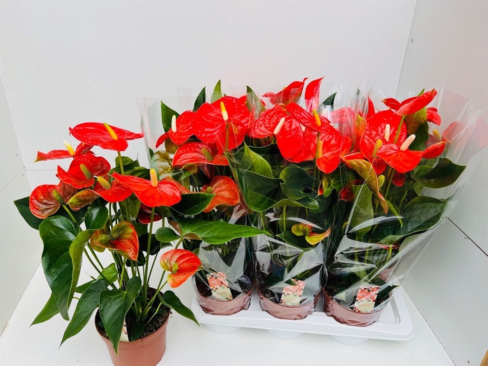 <h4>Anthurium andr. 'Florida'</h4>
