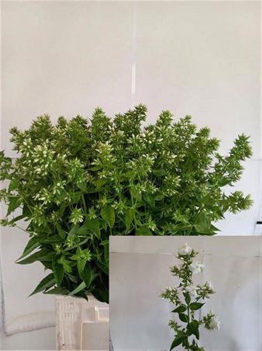 <h4>Phlox P Mag Snowdrpz</h4>