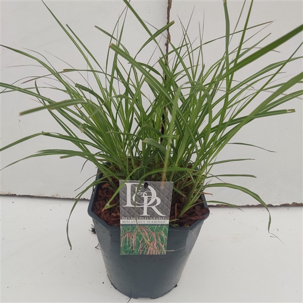 <h4>Graminées Miscanthus 'Flamingo'</h4>