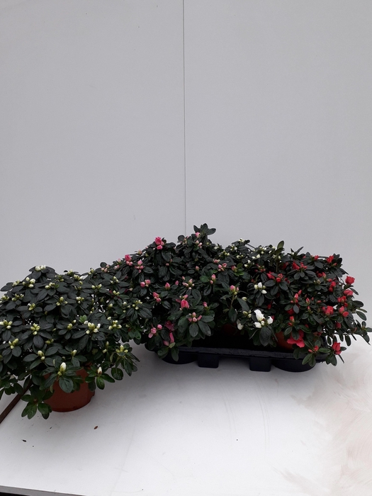 <h4>RHODO SI GEM</h4>