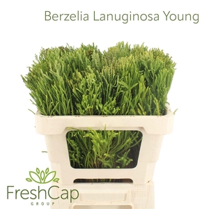 BERZ LANUGINOSA