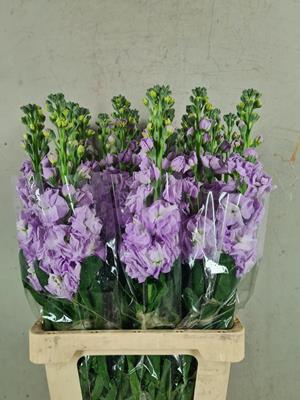 <h4>Matth Iron Lavendel</h4>