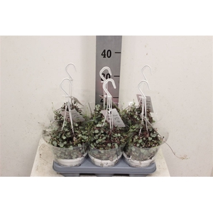 Ceropegia woodii 'Silver Glory'