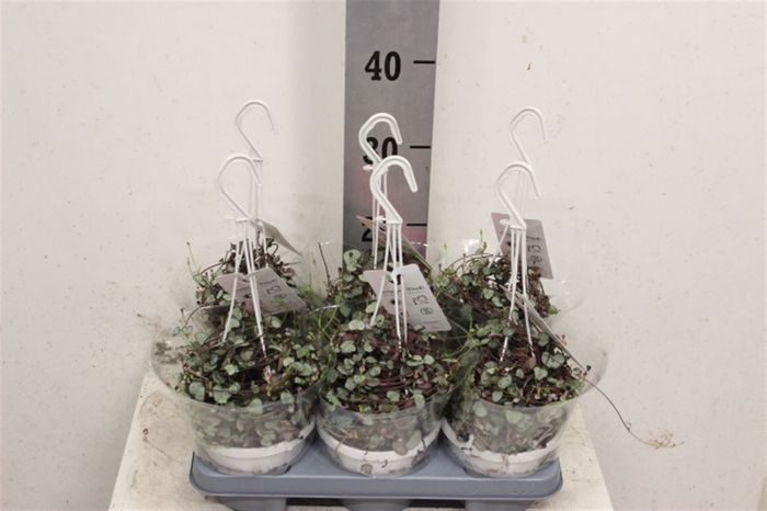 <h4>Ceropegia woodii 'Silver Glory'</h4>