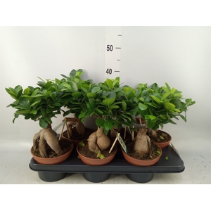 Ficus microcarpa 'Ginseng'