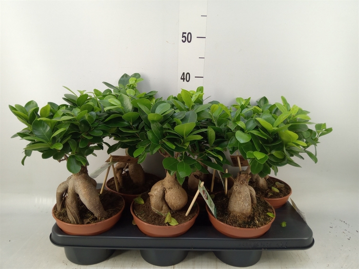 <h4>Ficus microcarpa 'Ginseng'</h4>