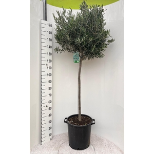 Olea europaea on stem
