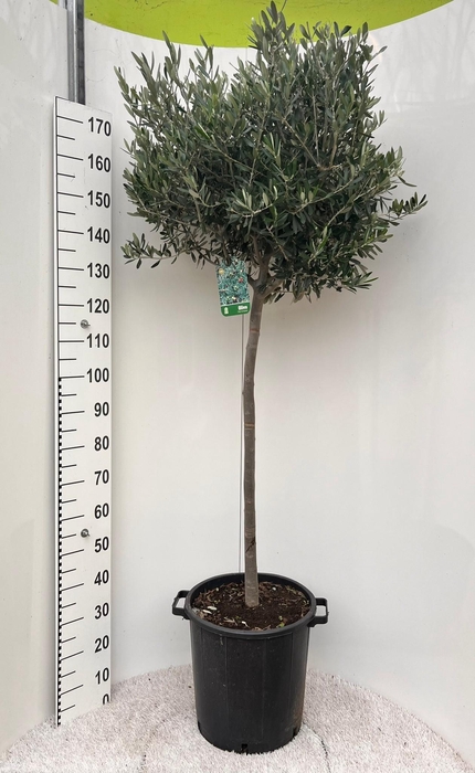<h4>Olea europaea on stem</h4>