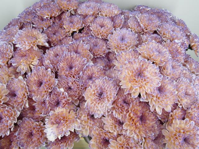 <h4>Chr T Altaj Bonaire</h4>