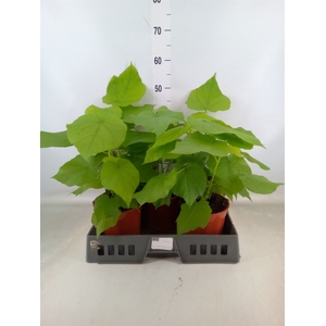 Sparrmannia africana