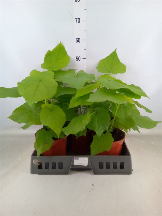 <h4>Sparrmannia africana</h4>
