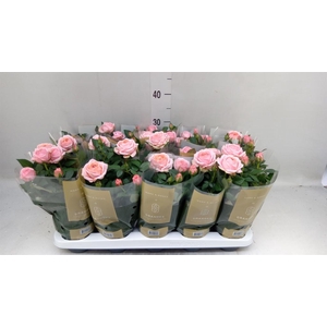 Rosa  'Adele Kordana Grande'