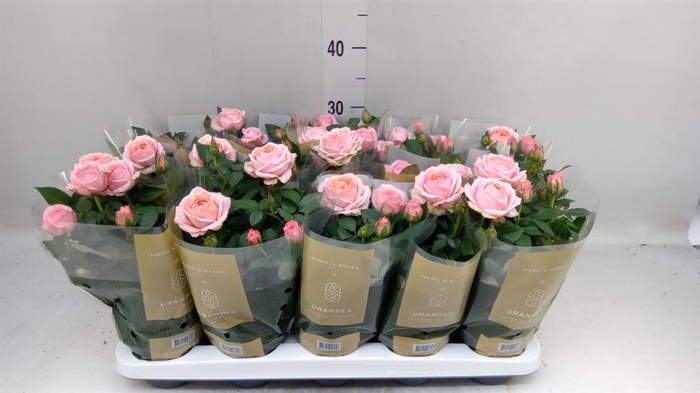 <h4>Rosa 'Adele Kordana Grande'</h4>