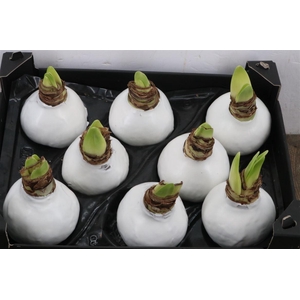 Hippeastrum Wax White x8