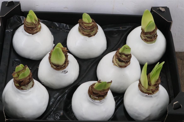 <h4>HIPPEASTRUM WAXED WHITE</h4>