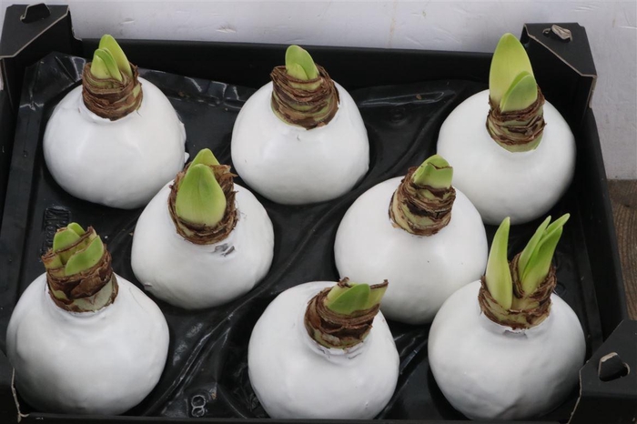 <h4>HIPPEASTRUM WAXED WHITE</h4>