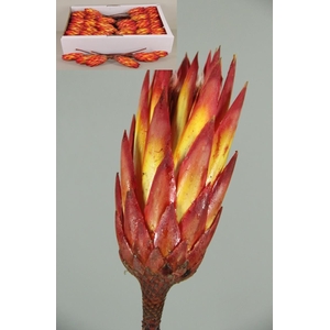 DF Protea Repens Red