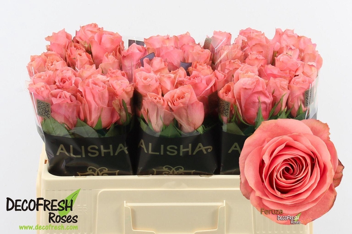 <h4>R Gr Feruza</h4>