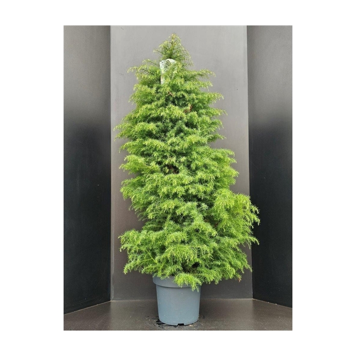 <h4>Cryptomeria japonica 'Elegans'</h4>