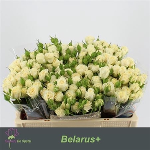 R Tr Belarus+