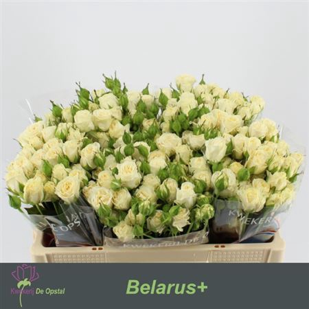<h4>R Tr Belarus+</h4>