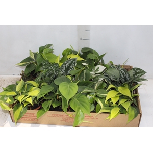 PLANTA ORNAMENTAL C13 VARIADO