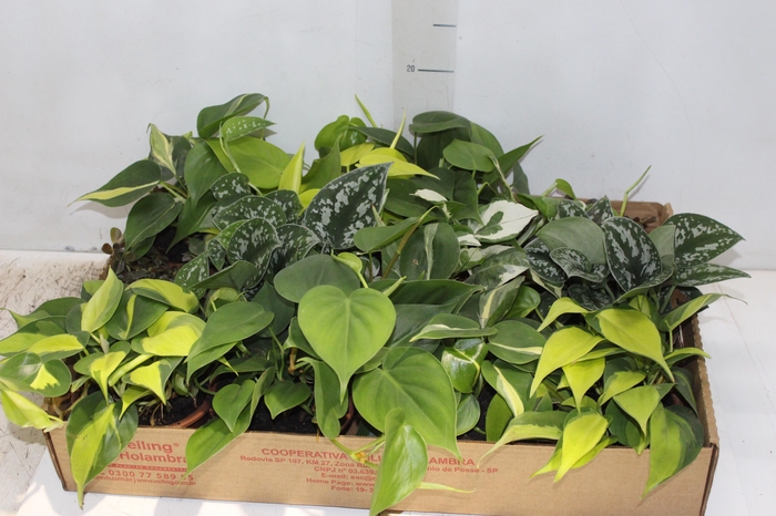 <h4>PLANTA ORNAMENTAL C13 VARIADO</h4>