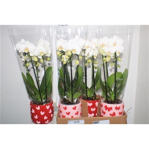 ** Phal Cascade Wit 2 Branche 16+ Keramiek