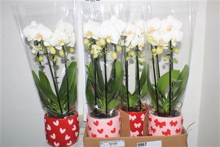<h4>** Phal Cascade Wit 2 Branche 16+ Keramiek</h4>