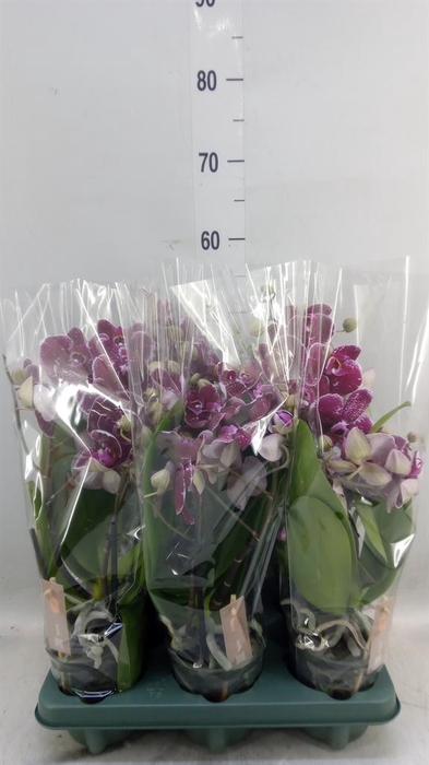 <h4>Phalaenopsis   ...red</h4>