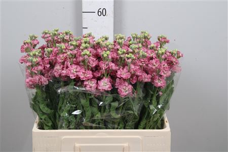 <h4>Matth Stox Rose Pink</h4>