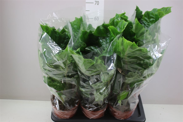 <h4>Alocasia Low Rider</h4>