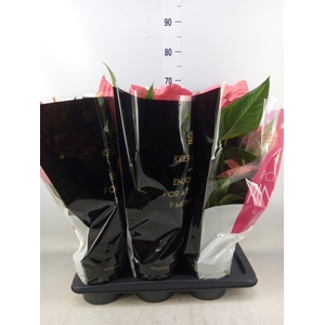 Anthurium andr. 'Maine'