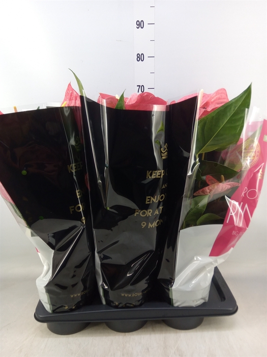 <h4>Anthurium andr. 'Maine'</h4>
