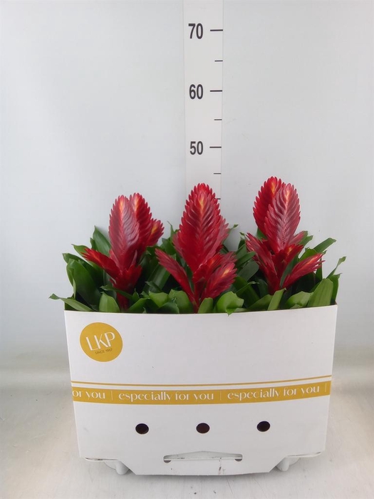 <h4>Vriesea  'Porto'</h4>