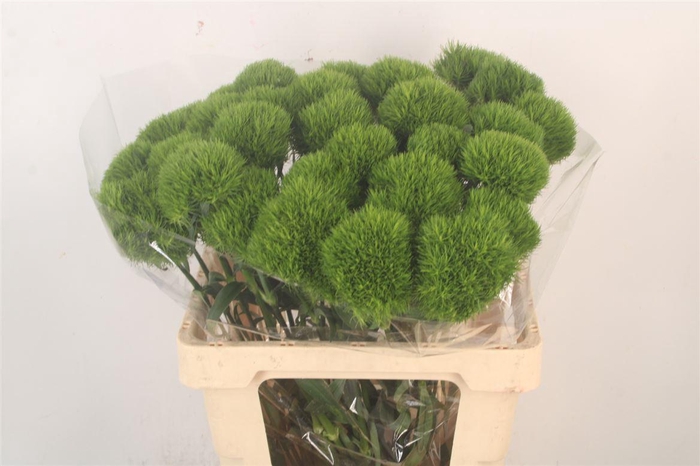 <h4>Di Barb Kiwi Mellow</h4>