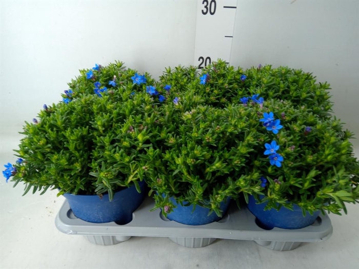 <h4>Glandora diffusa</h4>