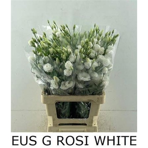 Eus G Rosi White