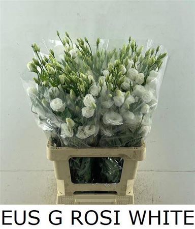 <h4>Eus G Rosi White</h4>