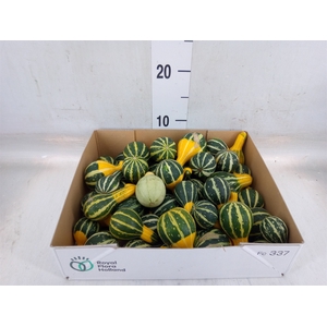 Cucurbita pepo 'Pear Bicolor'