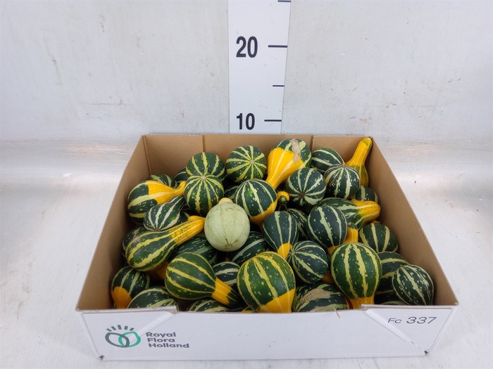 <h4>Cucurbita pepo 'Pear Bicolor'</h4>