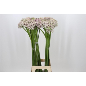 Allium Silverspring