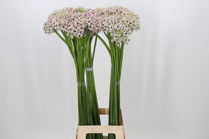Allium Silverspring