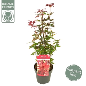 Acer palm. 'Little Red' PREMIUM