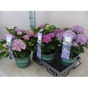 Hydrangea mac. 'Magical Revolution'