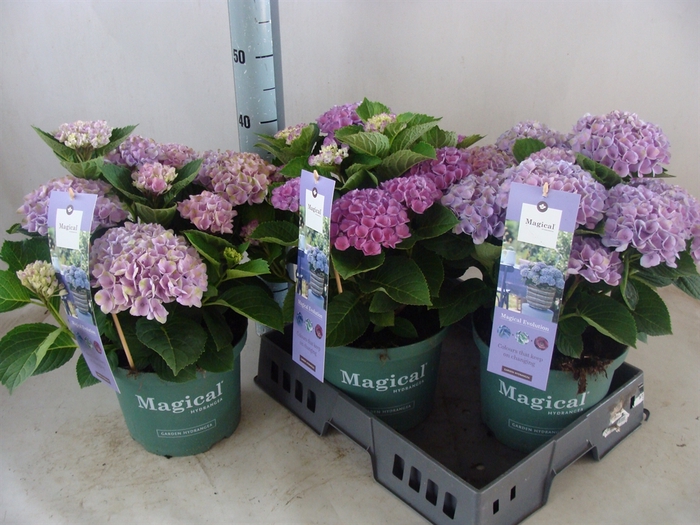 <h4>Hydrangea mac. 'Magical Revolution'</h4>