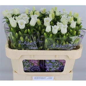 Campanula M Champion White