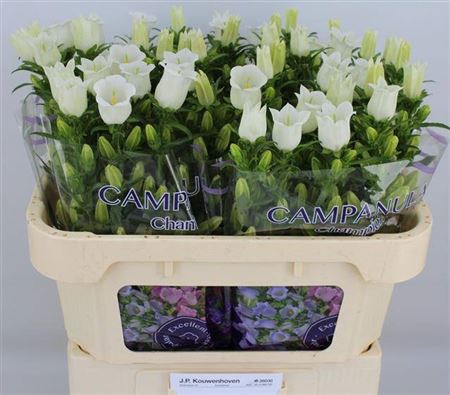 <h4>Campanula M Champion White</h4>