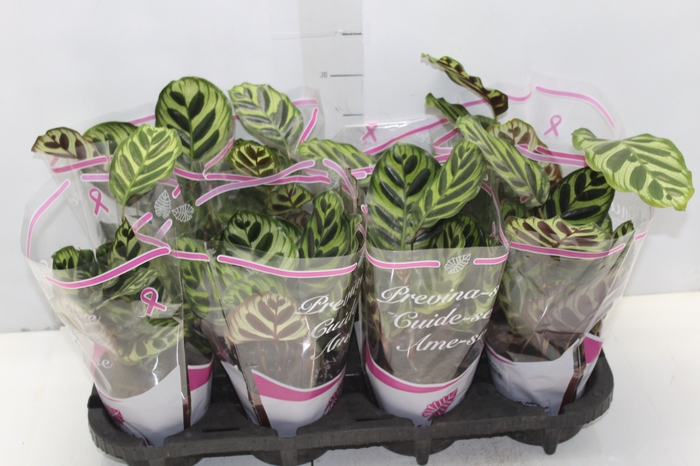 <h4>CALATHEA MAKOYAMA P12</h4>